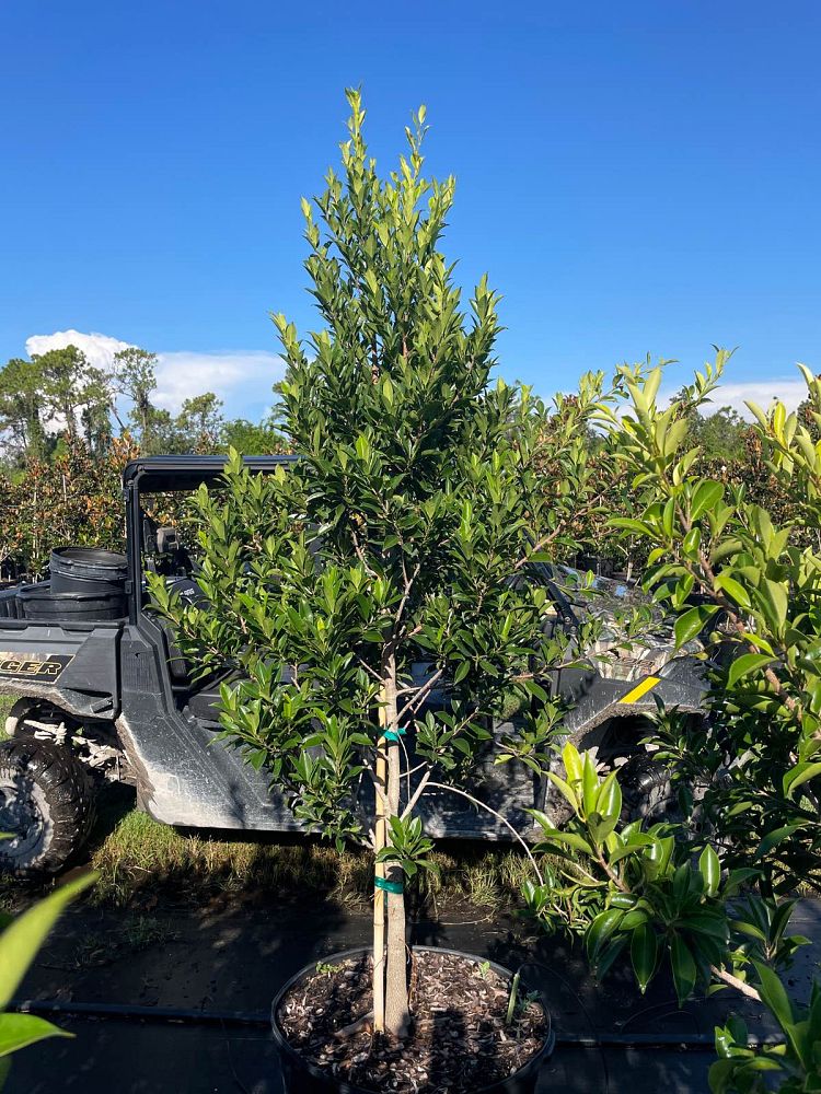 ficus-aurea-strangler-fig