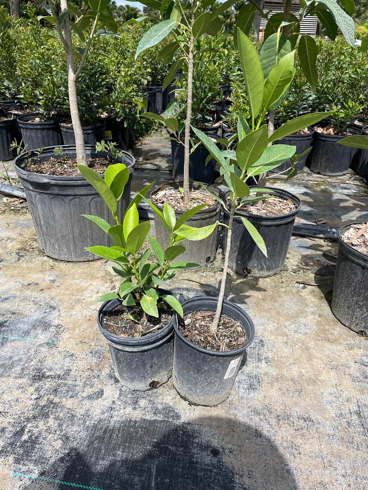ficus-aurea-strangler-fig