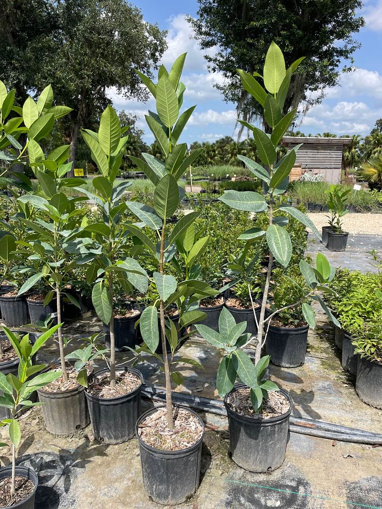 ficus-aurea-strangler-fig