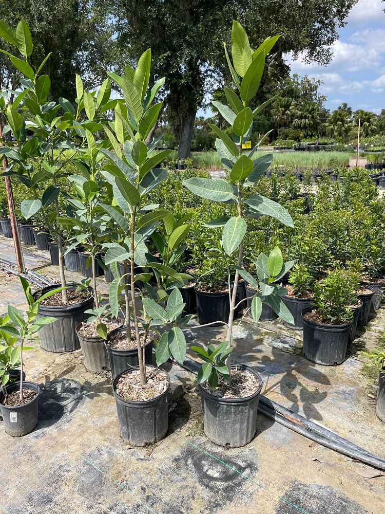 ficus-aurea-strangler-fig