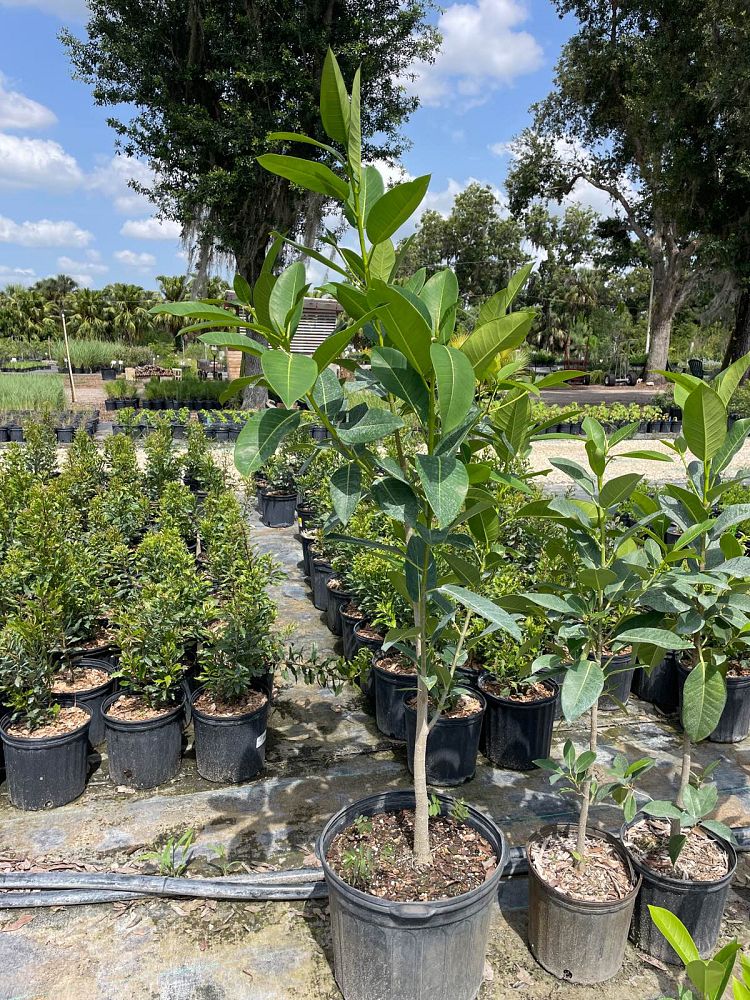 ficus-aurea-strangler-fig