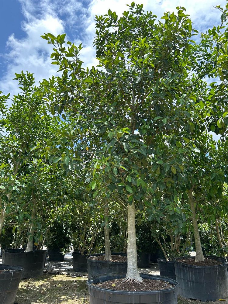 ficus-aurea-strangler-fig
