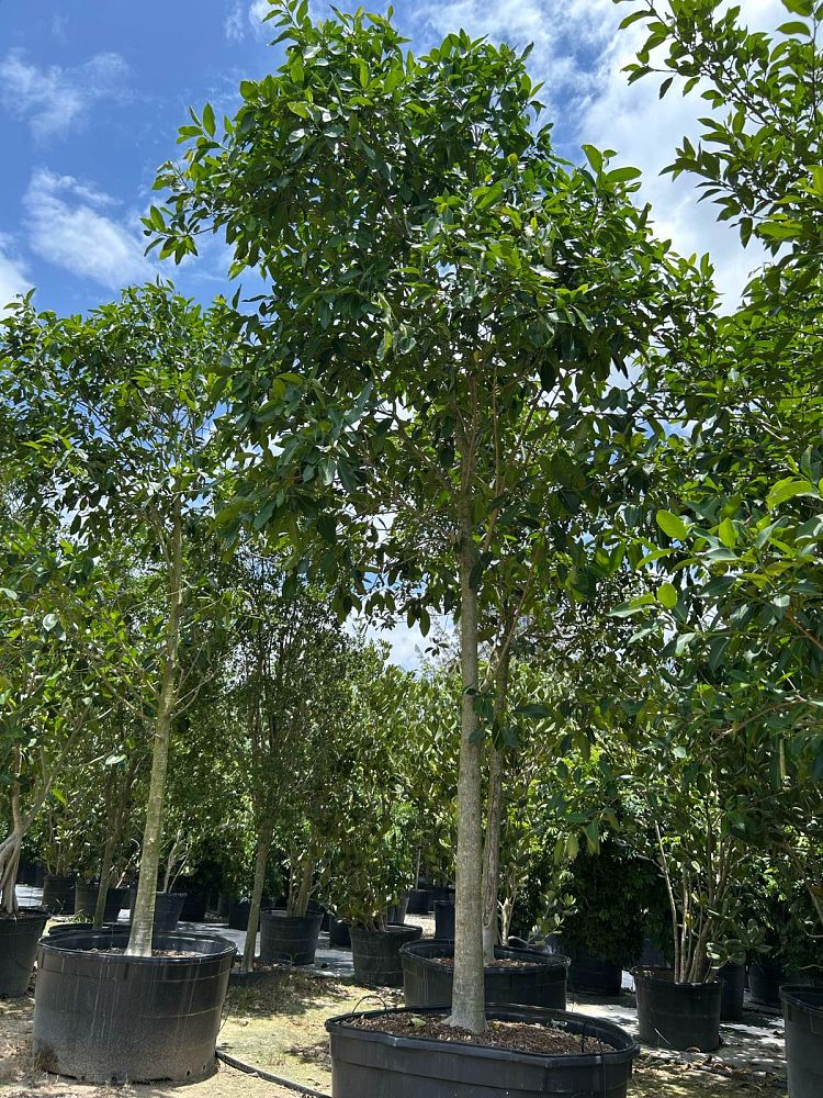 ficus-aurea-strangler-fig