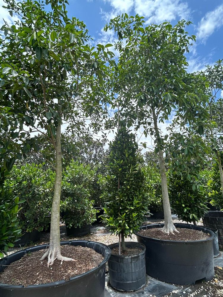 ficus-aurea-strangler-fig