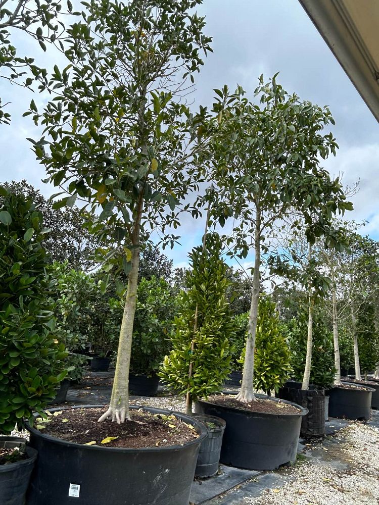 ficus-aurea-strangler-fig