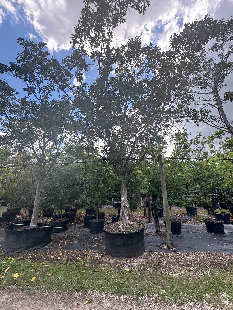 ficus-aurea-strangler-fig