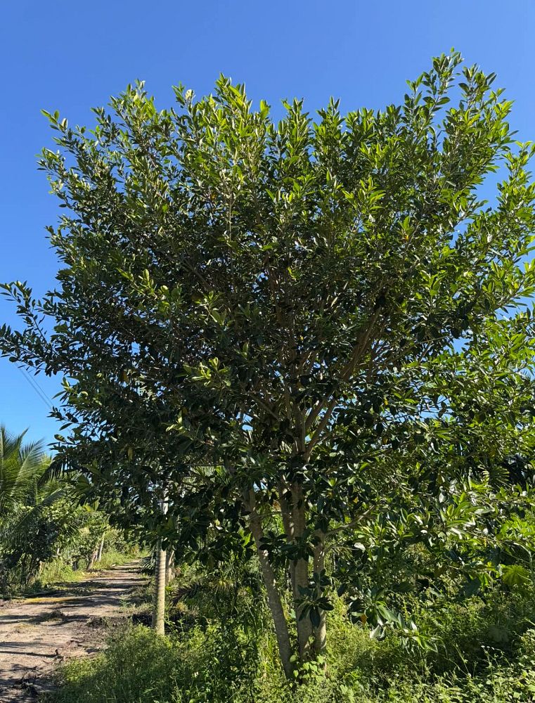 ficus-aurea-strangler-fig