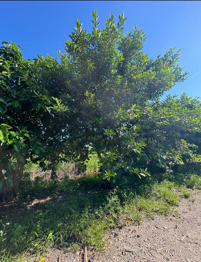ficus-aurea-strangler-fig