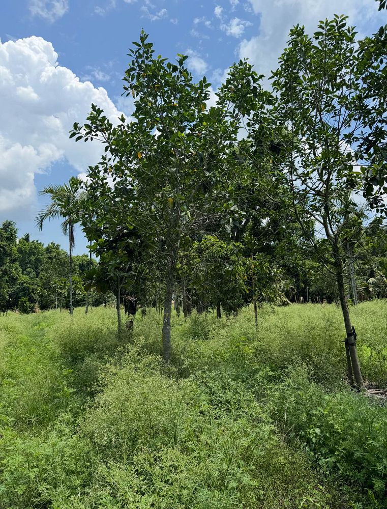 ficus-aurea-strangler-fig