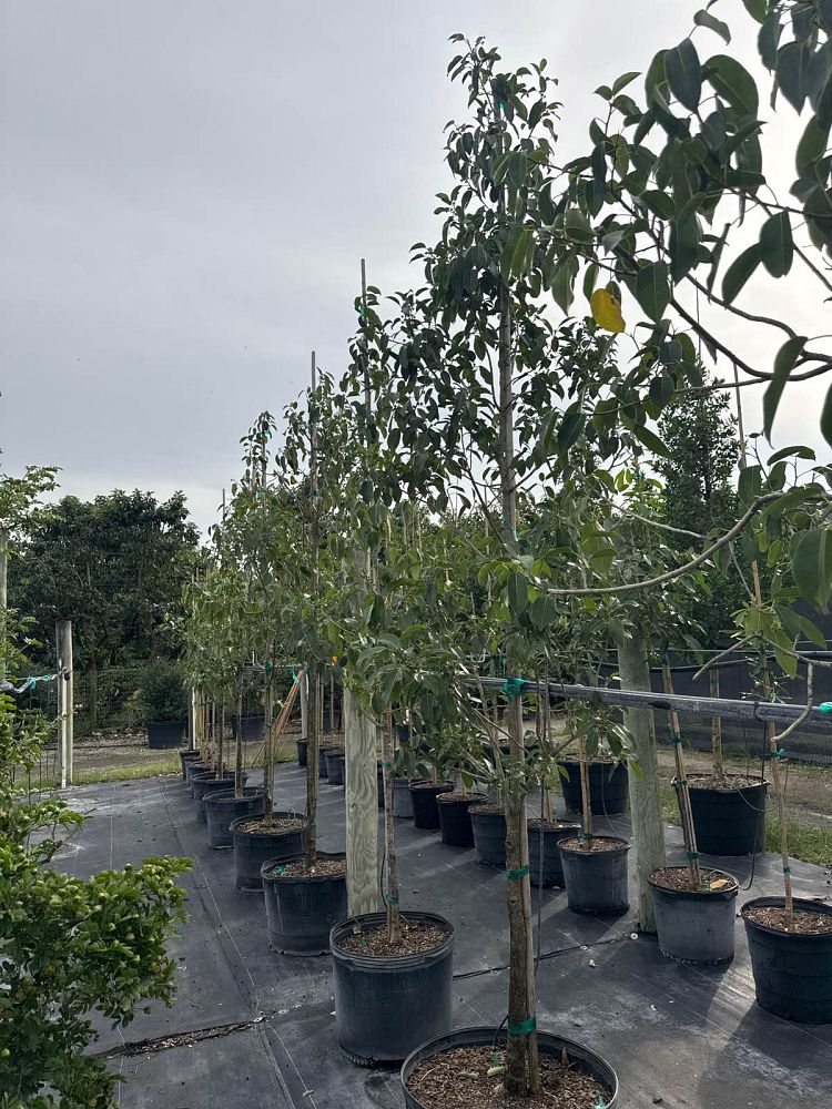 ficus-aurea-strangler-fig