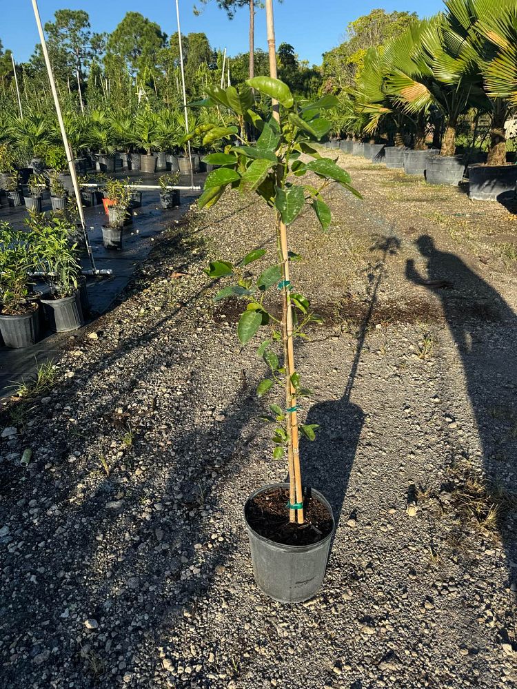 ficus-aurea-strangler-fig