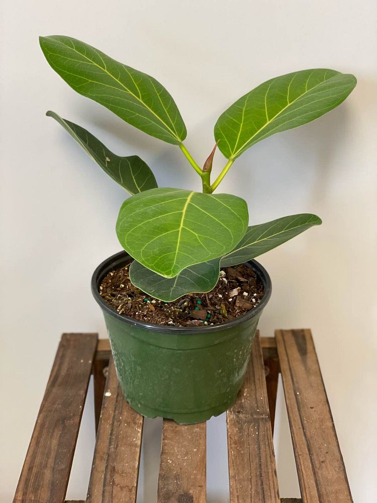 ficus-benghalensis-audrey-weeping-fig