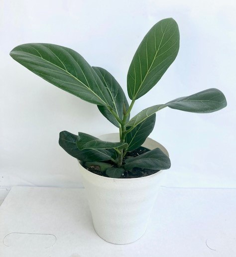 ficus-benghalensis-audrey-weeping-fig