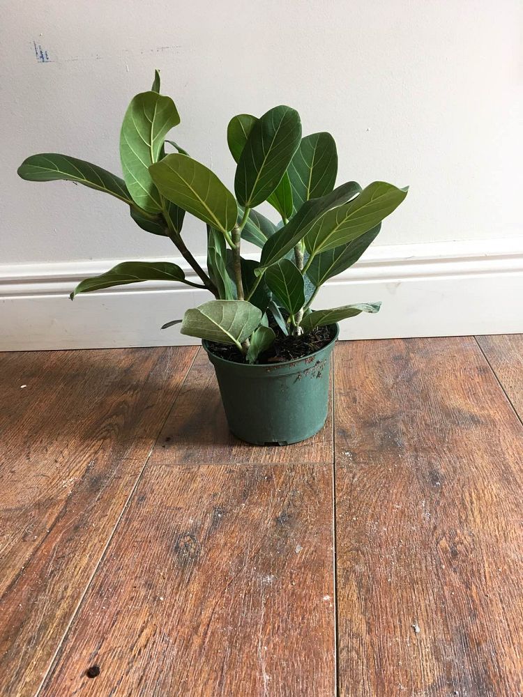 ficus-benghalensis-audrey-weeping-fig