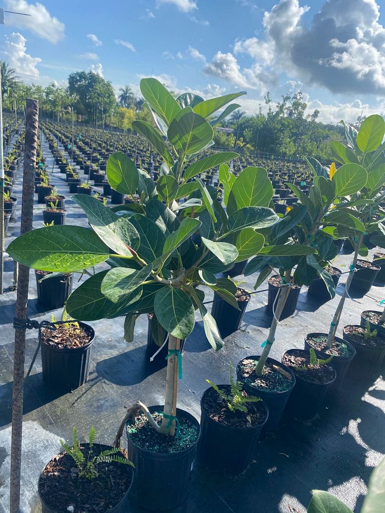 ficus-benghalensis-audrey-weeping-fig
