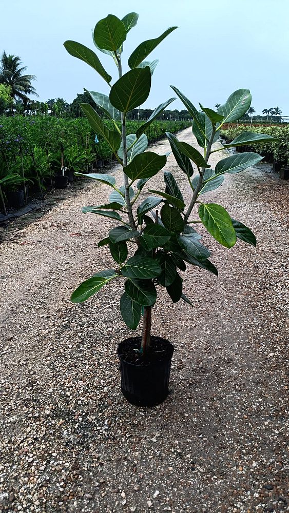 ficus-benghalensis-audrey-weeping-fig