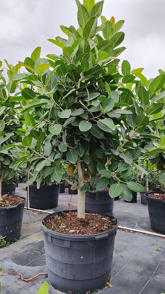 ficus-benghalensis-audrey-weeping-fig