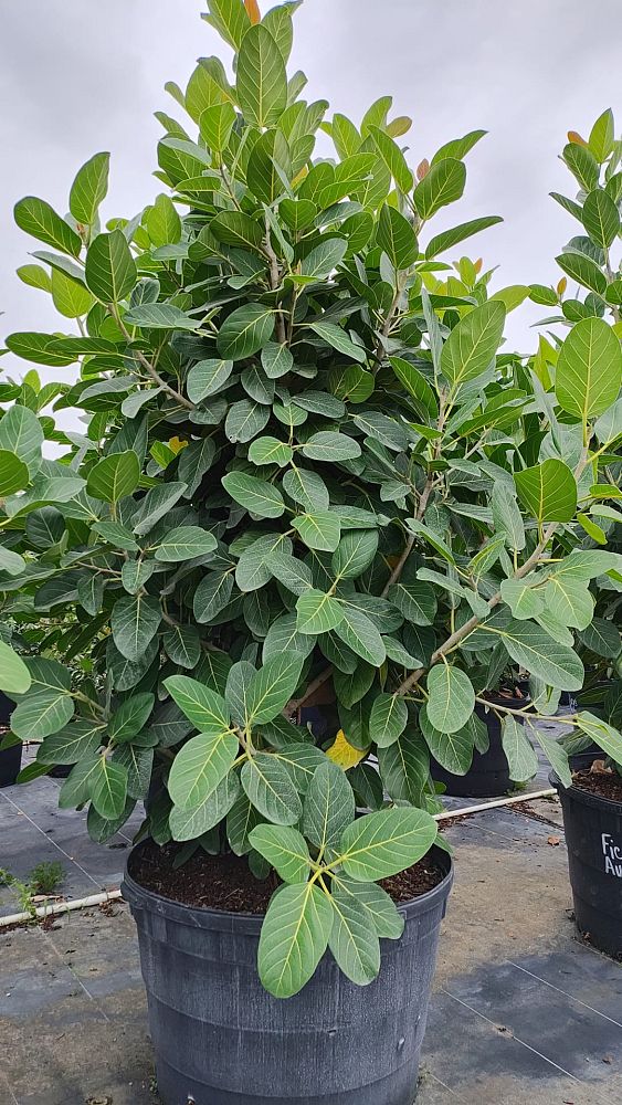 ficus-benghalensis-audrey-weeping-fig