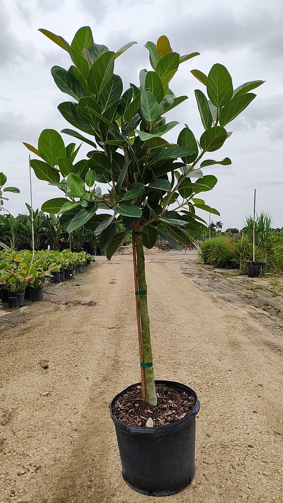 ficus-benghalensis-audrey-weeping-fig
