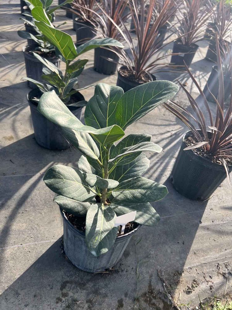 ficus-benghalensis-audrey-weeping-fig