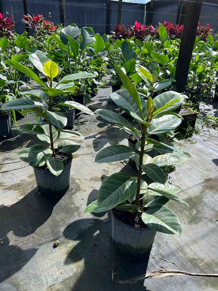 ficus-benghalensis-audrey-weeping-fig
