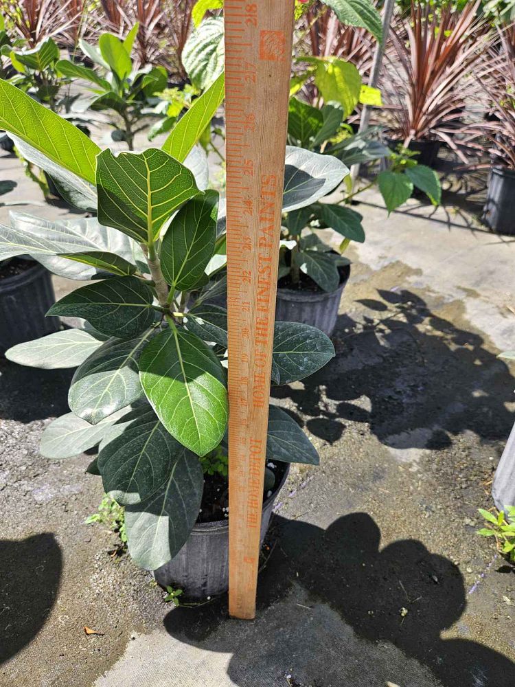 ficus-benghalensis-audrey-weeping-fig