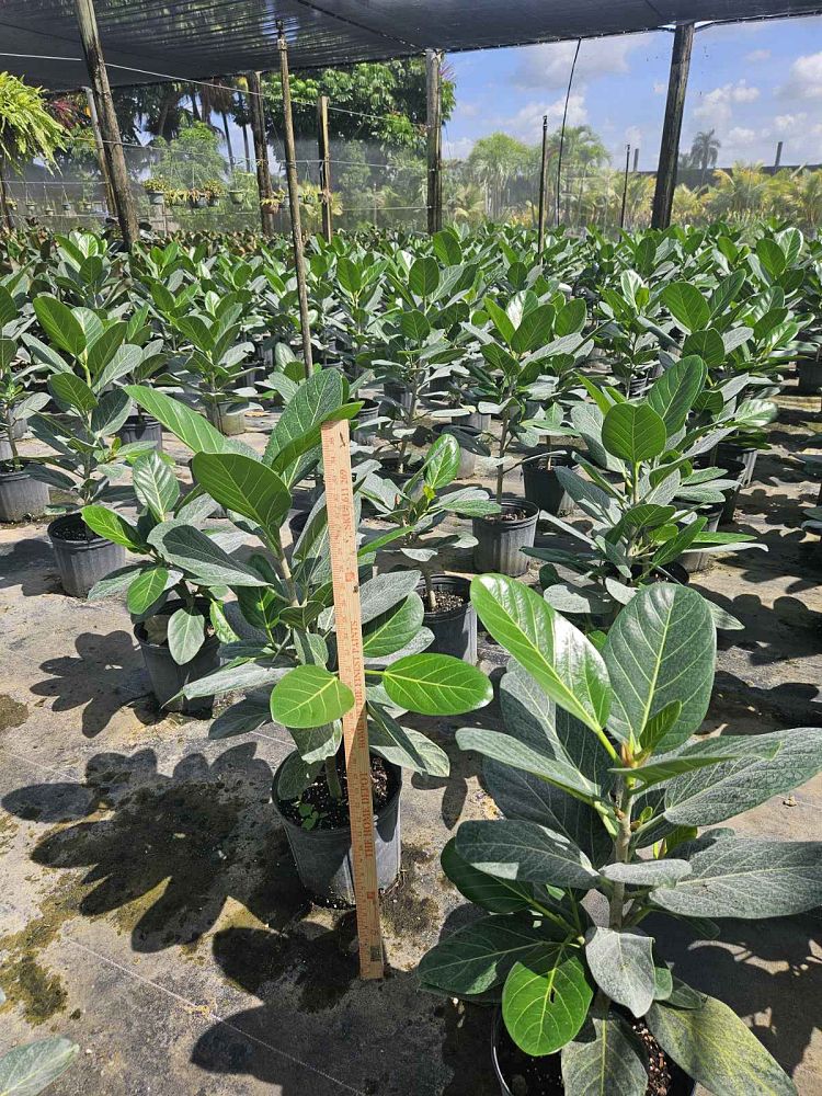 ficus-benghalensis-audrey-weeping-fig