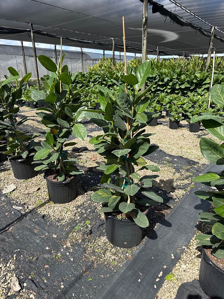 ficus-benghalensis-audrey-weeping-fig