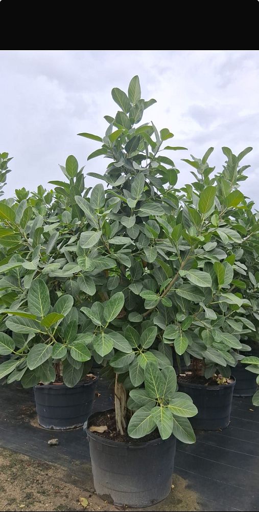 ficus-benghalensis-audrey-weeping-fig