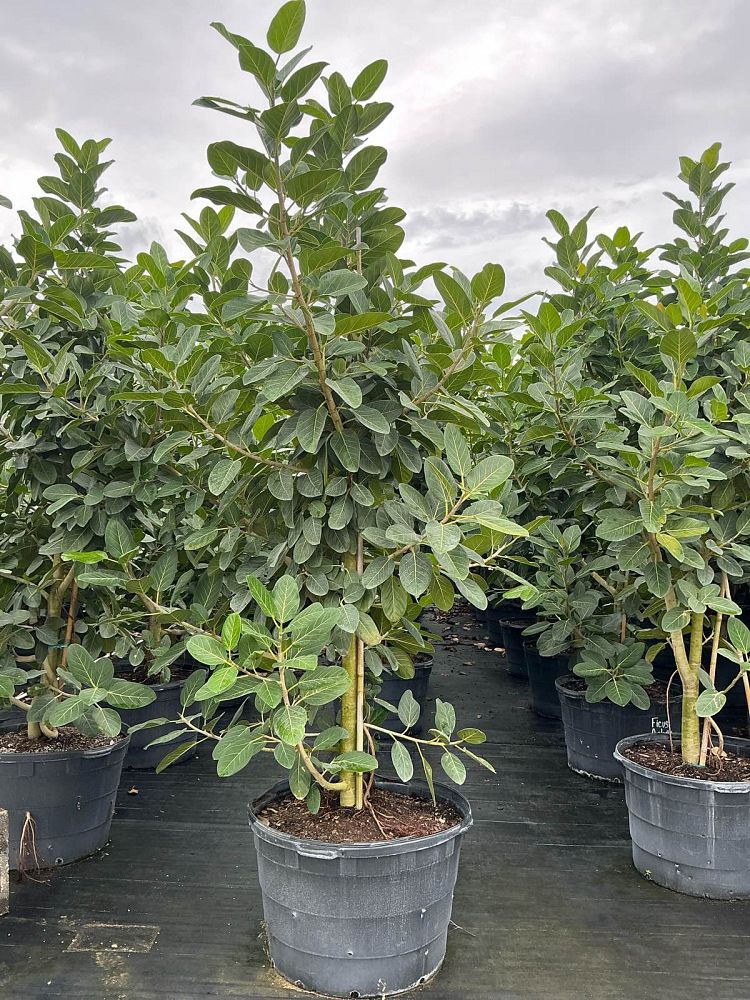 ficus-benghalensis-audrey-weeping-fig