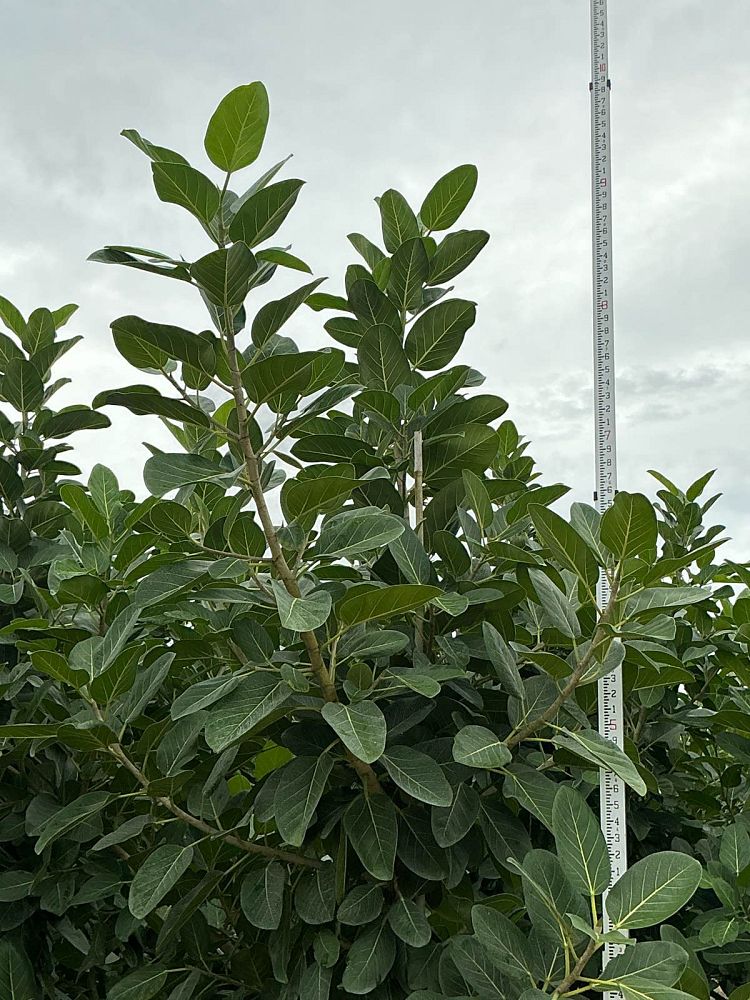 ficus-benghalensis-audrey-weeping-fig