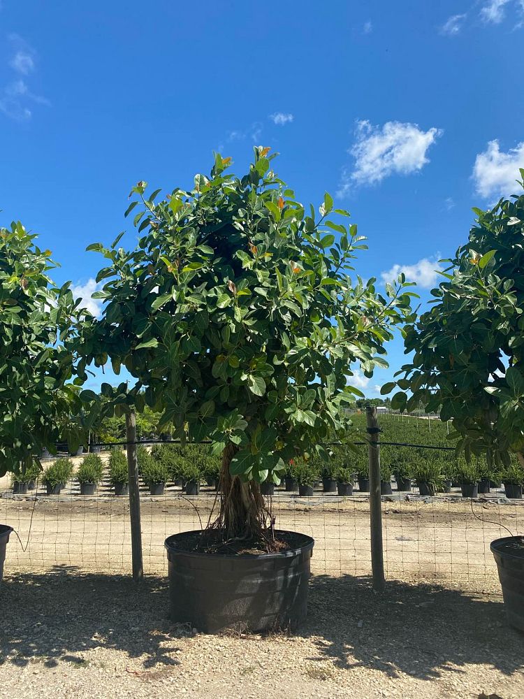 ficus-benghalensis-audrey-weeping-fig