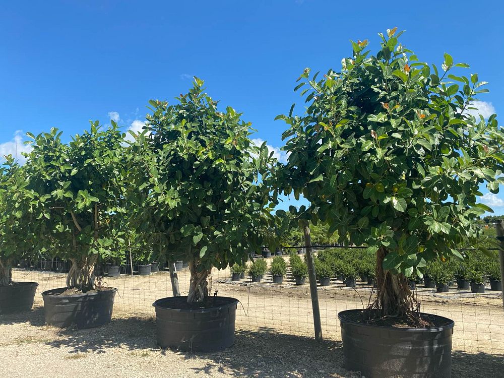 ficus-benghalensis-audrey-weeping-fig
