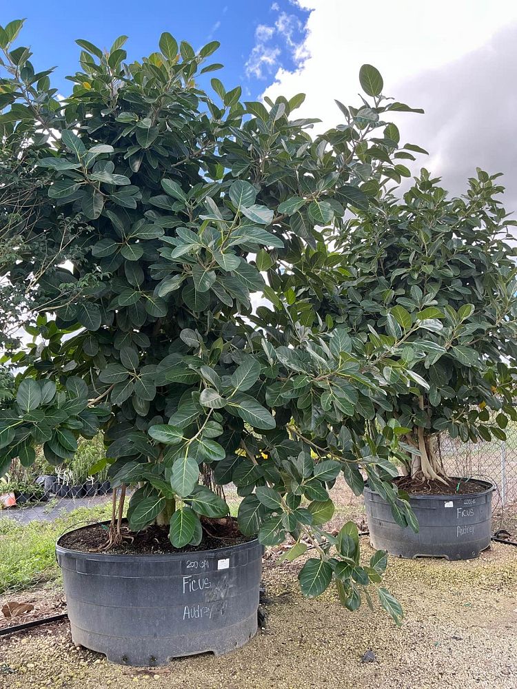ficus-benghalensis-audrey-weeping-fig
