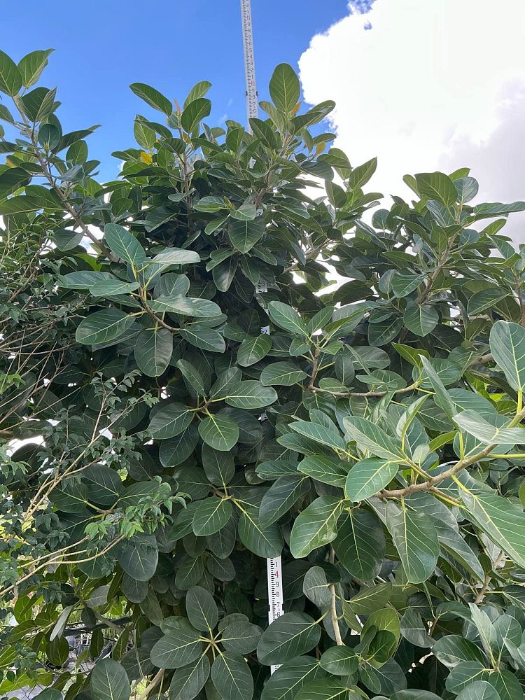 ficus-benghalensis-audrey-weeping-fig