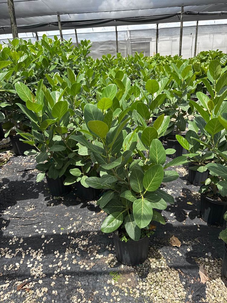 ficus-benghalensis-audrey-weeping-fig