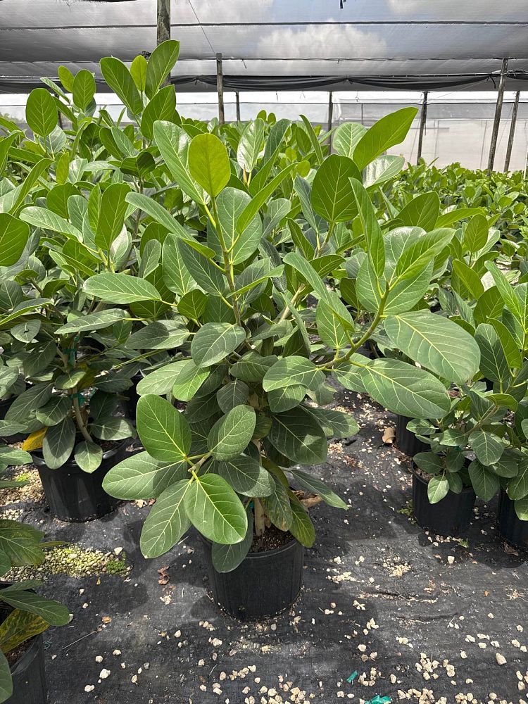 ficus-benghalensis-audrey-weeping-fig