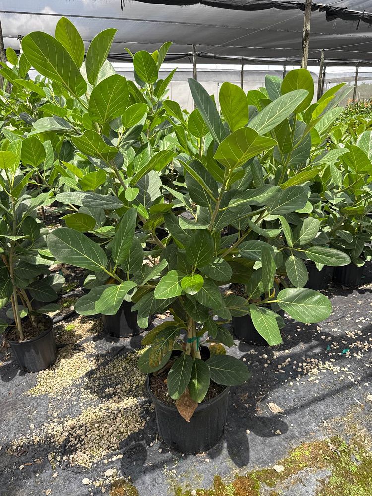 ficus-benghalensis-audrey-weeping-fig