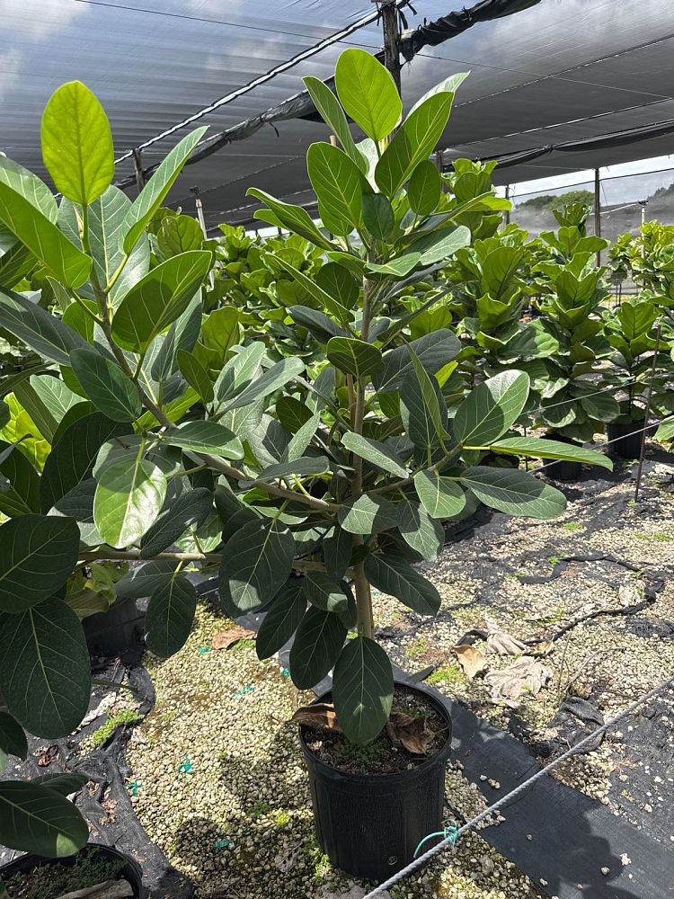 ficus-benghalensis-audrey-weeping-fig