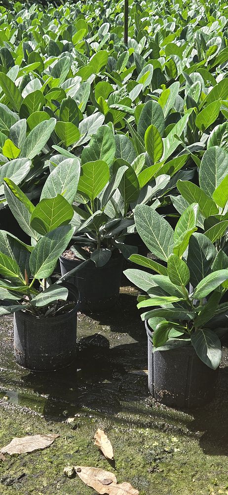 ficus-benghalensis-audrey-weeping-fig