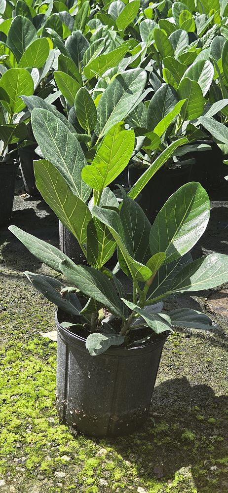 ficus-benghalensis-audrey-weeping-fig