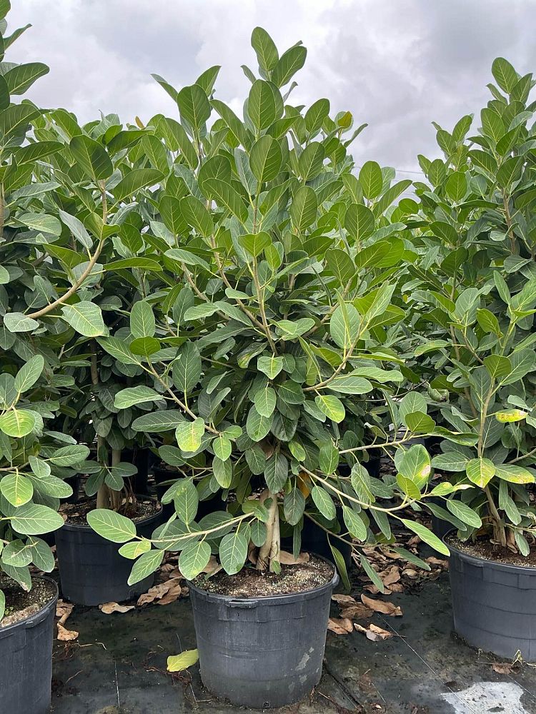 ficus-benghalensis-audrey-weeping-fig