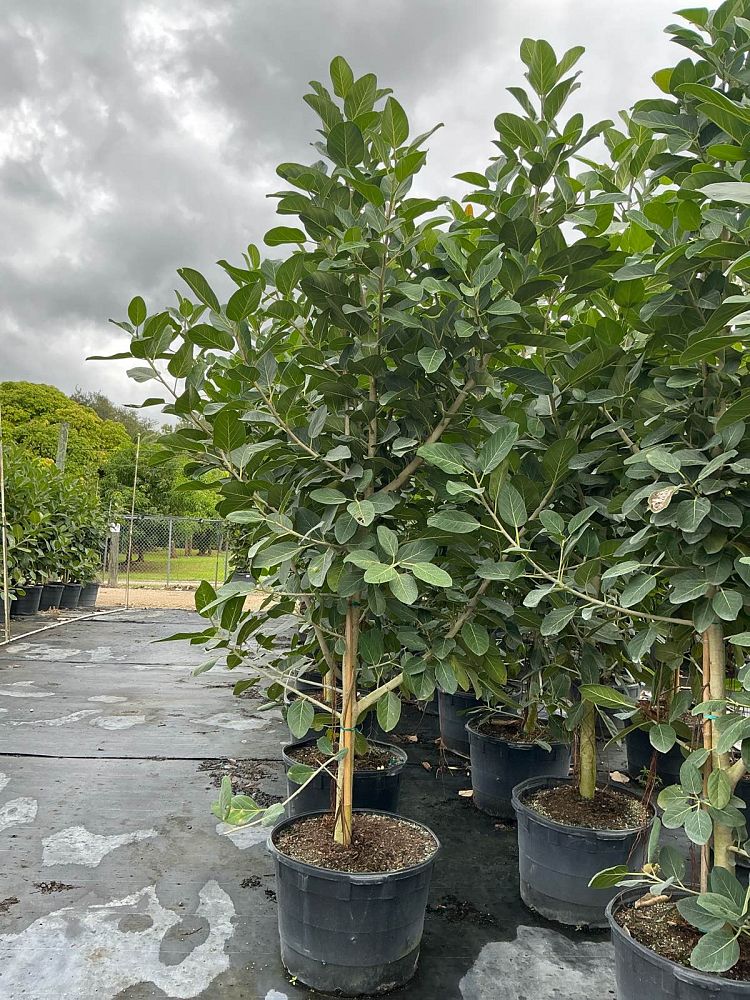 ficus-benghalensis-audrey-weeping-fig