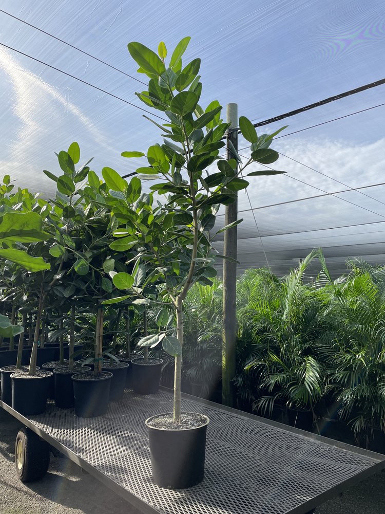 ficus-benghalensis-audrey-weeping-fig