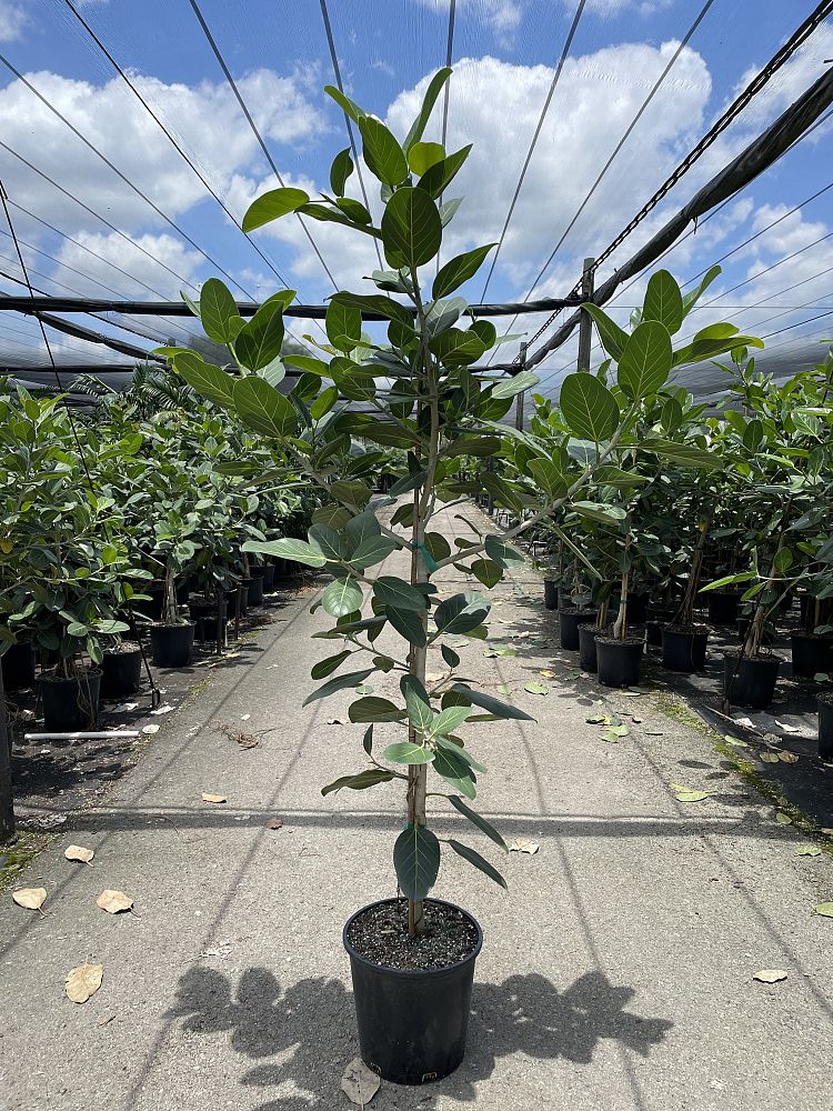 ficus-benghalensis-audrey-weeping-fig