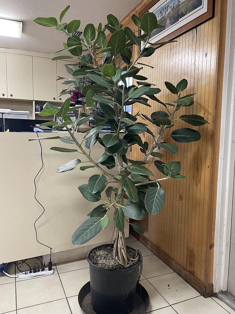 ficus-benghalensis-audrey-weeping-fig