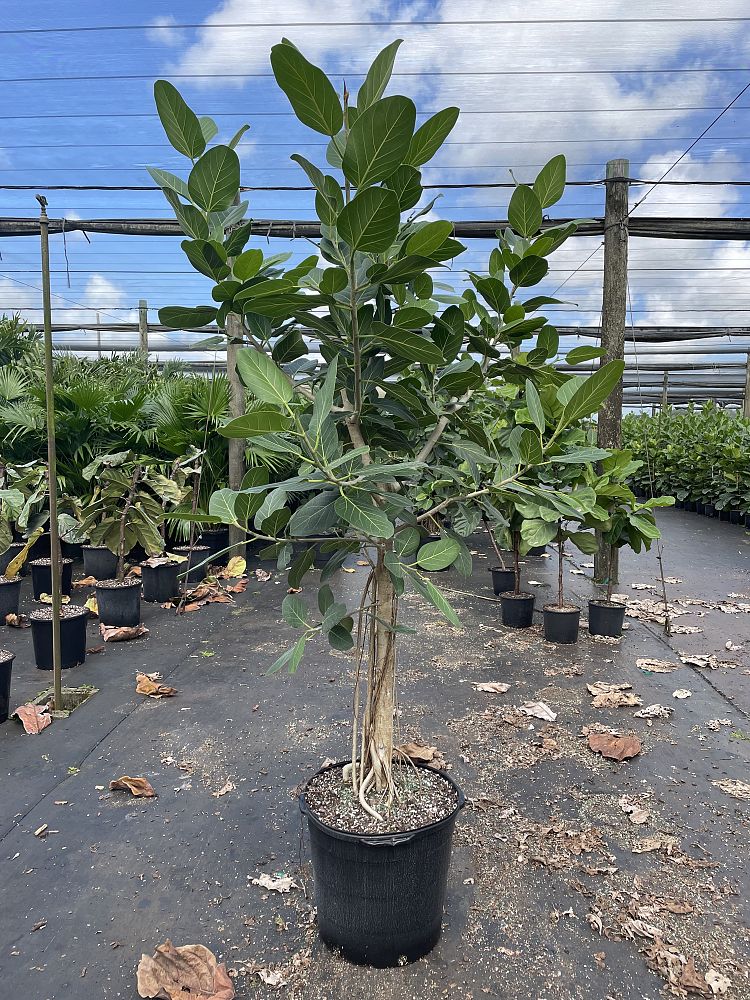 ficus-benghalensis-audrey-weeping-fig