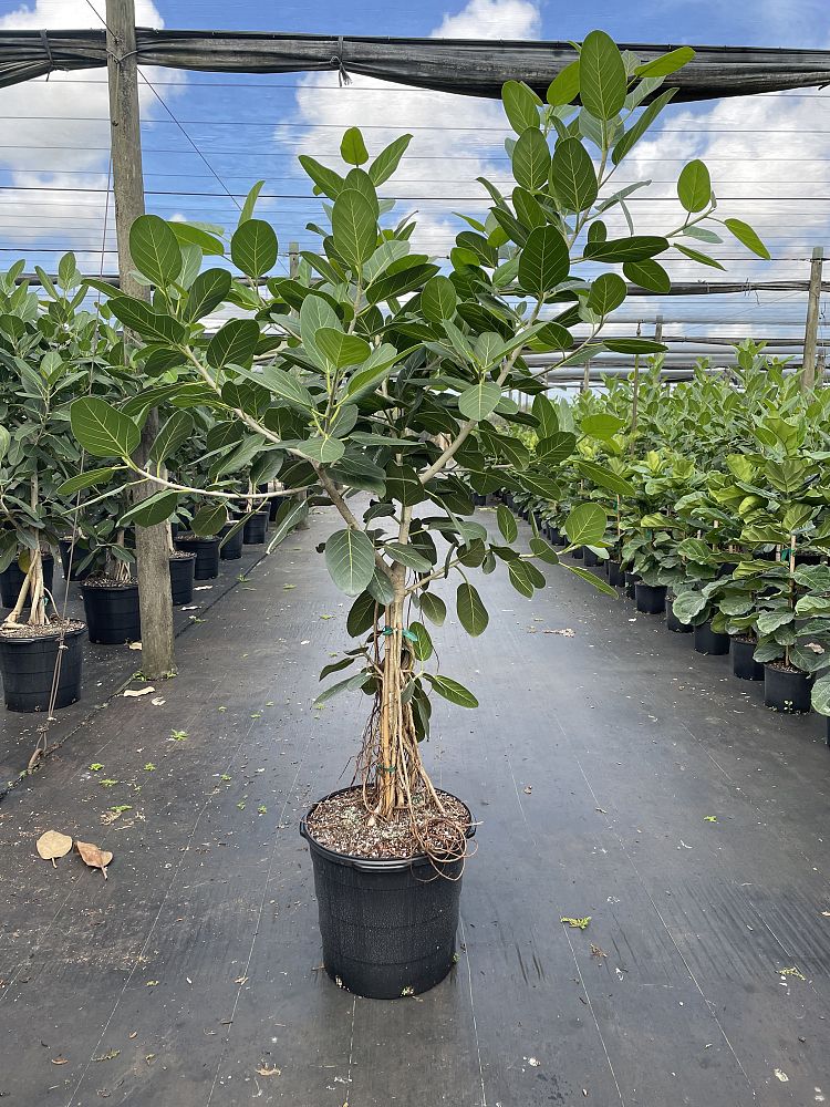 ficus-benghalensis-audrey-weeping-fig
