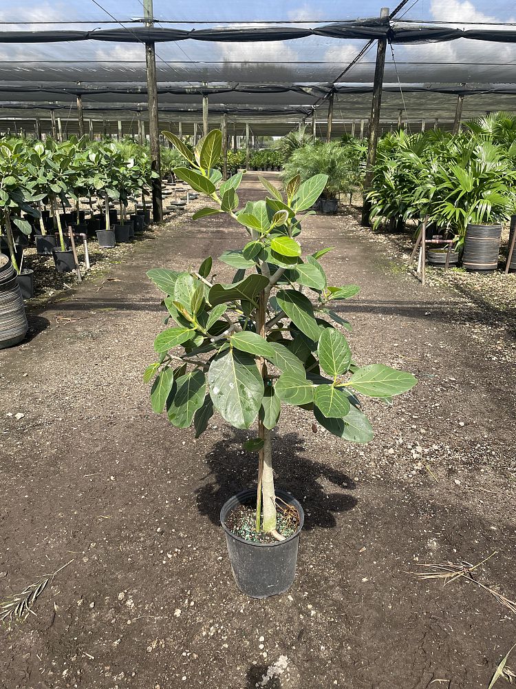 ficus-benghalensis-audrey-weeping-fig