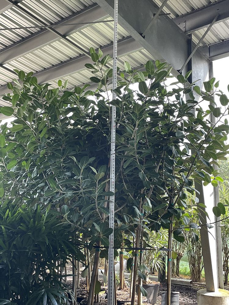 ficus-benghalensis-audrey-weeping-fig